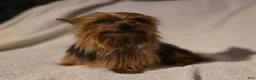 Shorkie dogs for sale: Resse  - Ad 4
