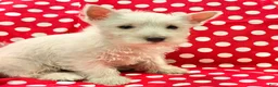 West Highland Terrier dogs for sale: Abby - Ad 3