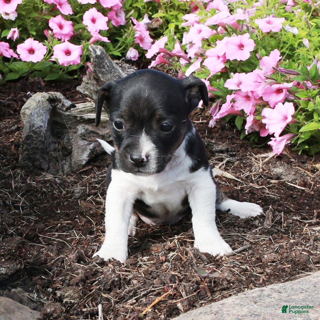 Peanut male Bo Jack for sale in Canajoharie Lancaster Puppies