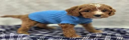 Cavapoo dogs for sale: Blizzard - Ad 20