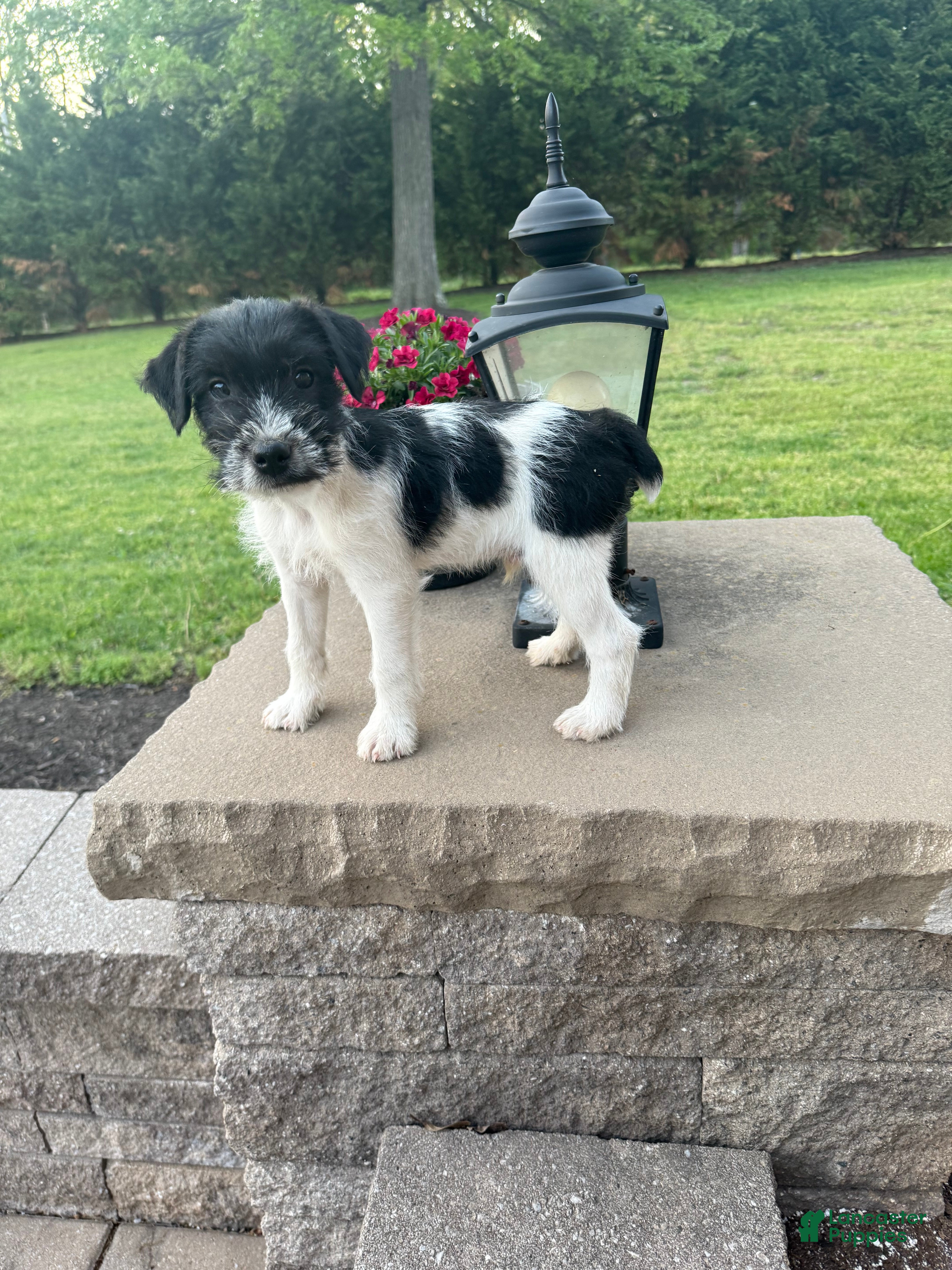 Jack Russell Terrier dogs Jrtca Ruger - Ad 1