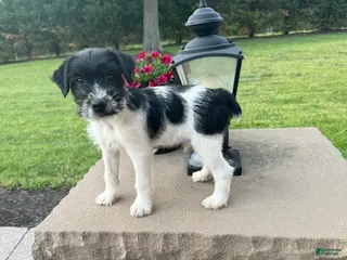 Jack Russell Terrier dogs for sale: Jrtca Ruger - Ad 4