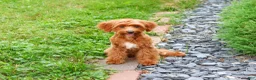 Cavapoo dogs for sale: Kelsie - Ad 4