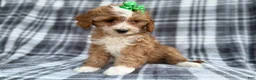 Cavapoo dogs for sale: Mia - Ad 3