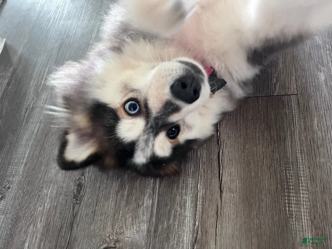 Mixed Breed dogs for sale: Mixed Breed Puppy 2 - Ad 3