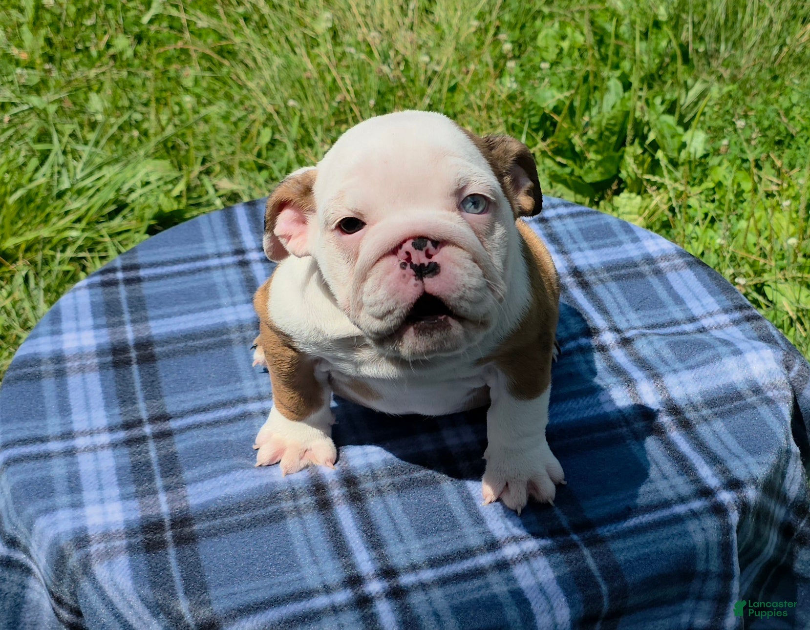 English Bulldog dogs Merle Female - Ad 1