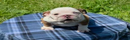 English Bulldog dogs for sale: Merle Female - Ad 2