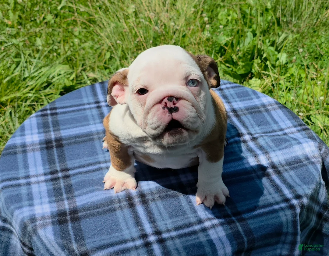 English Bulldog dogs for sale: Merle Female - Ad 2