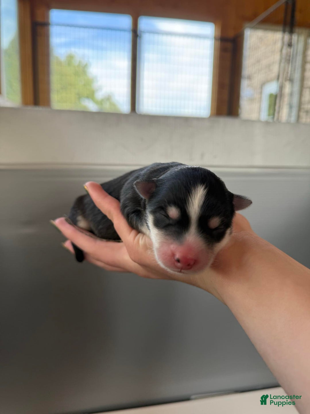 Pomsky dogs for sale: Lumi - Ad 17