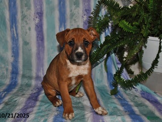 Mixed Breed dogs - Ad 10