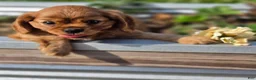 Cavalier King Charles Spaniel dogs for sale: Cavalier King Charles Spaniel 2 - Ad 3