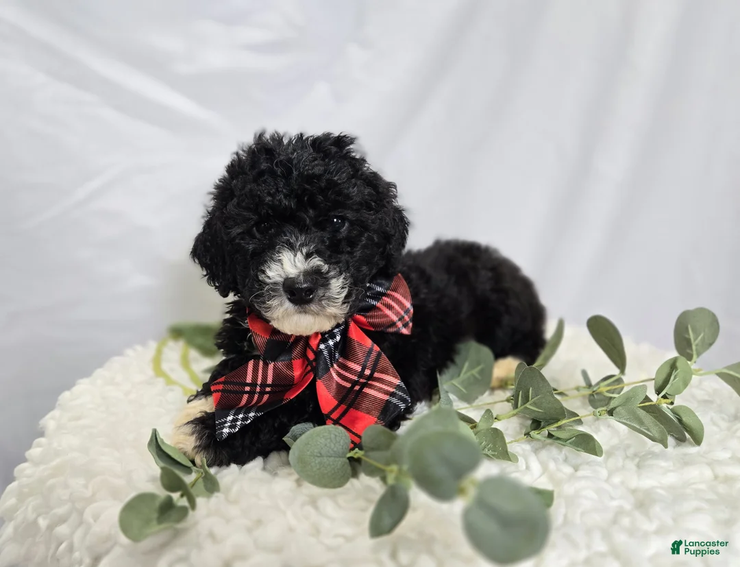 Mini Sheepadoodle dogs for sale: Lucky - Ad 5