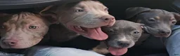 American Bully dogs for sale: Max - Ad 5
