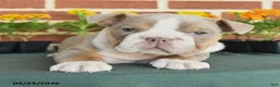 English Bulldog dogs for sale: Erica - Ad 3