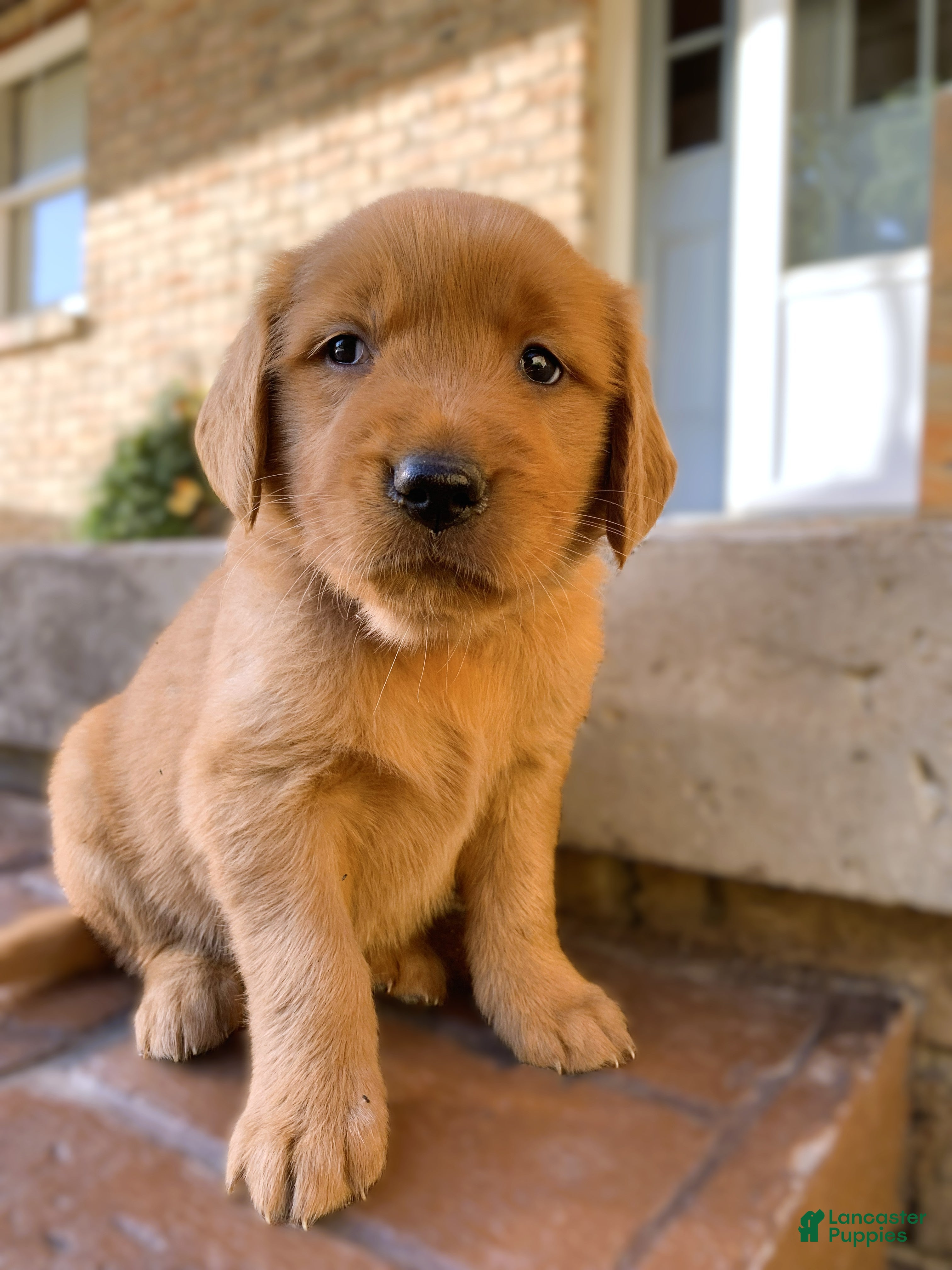 Golden Retriever dogs Indie - Ad 1