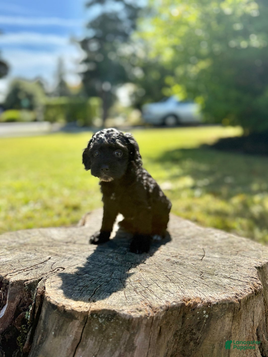 Cockapoo dogs for sale: Gabby - Ad 3