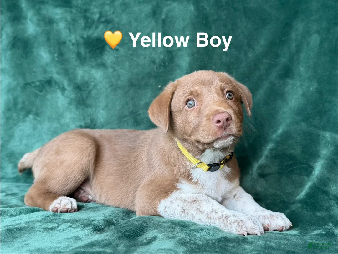 Mixed Breed dogs for sale: Yellow - Ad 2