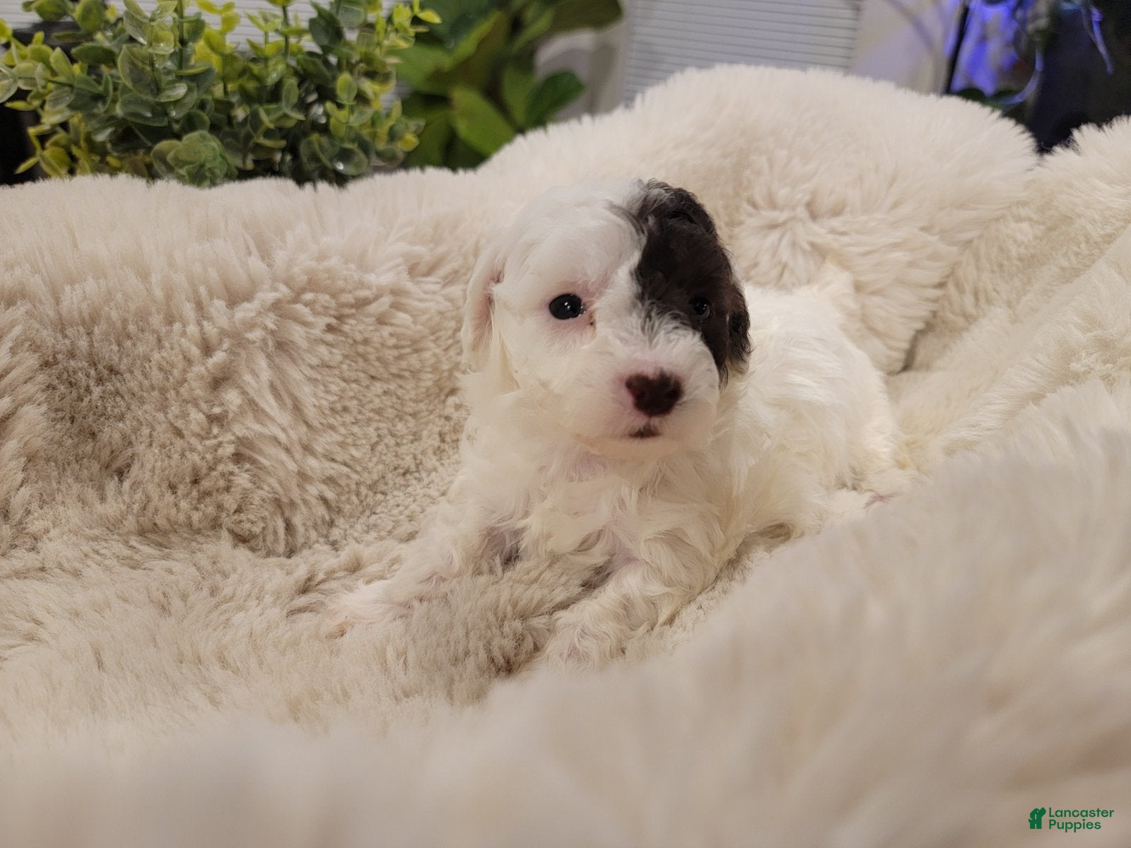 Toy Poodle dogs Toy Poodle Puppy 2 - Ad 29