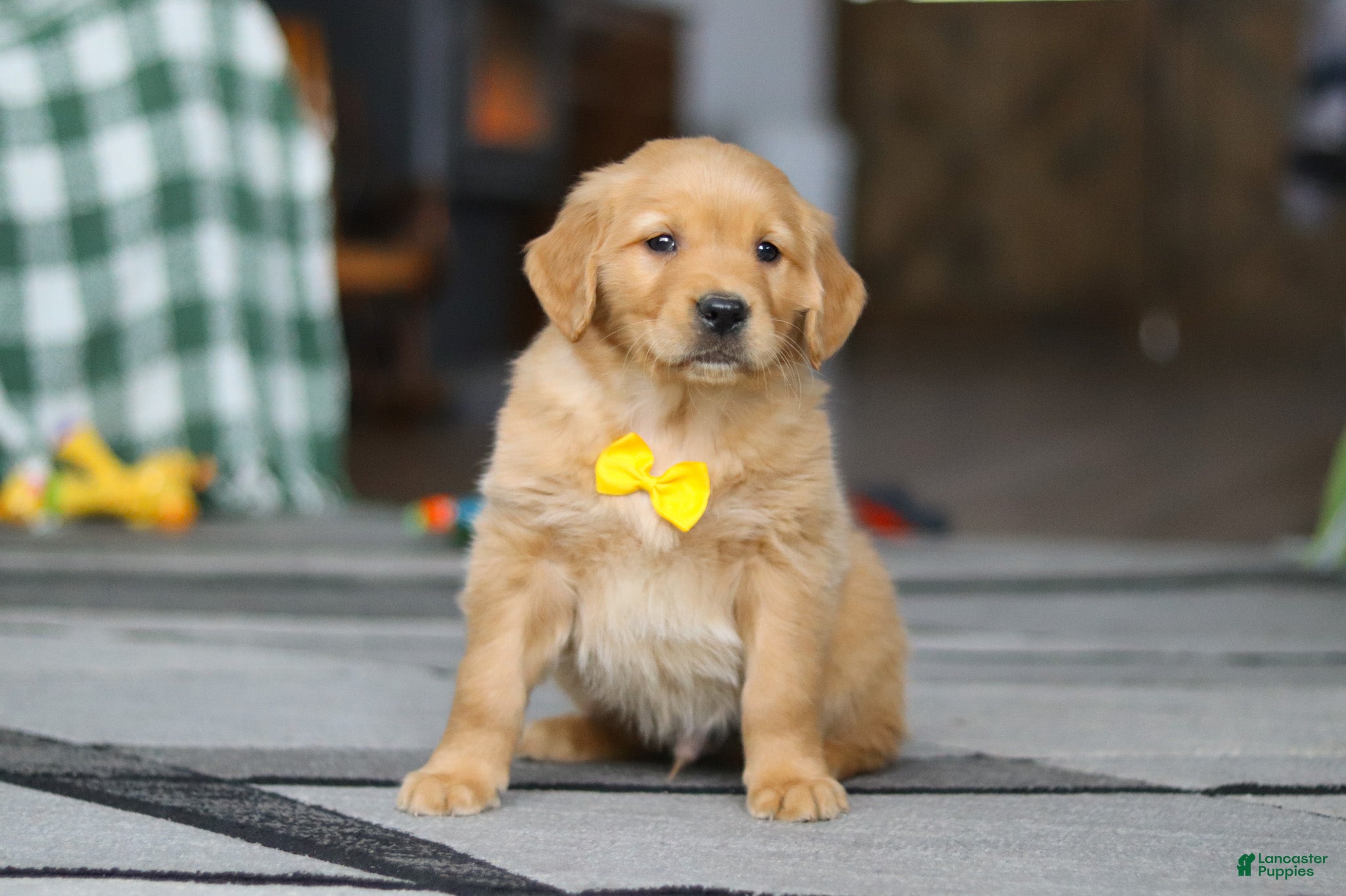 Golden Retriever dogs Ramco - Ad 2