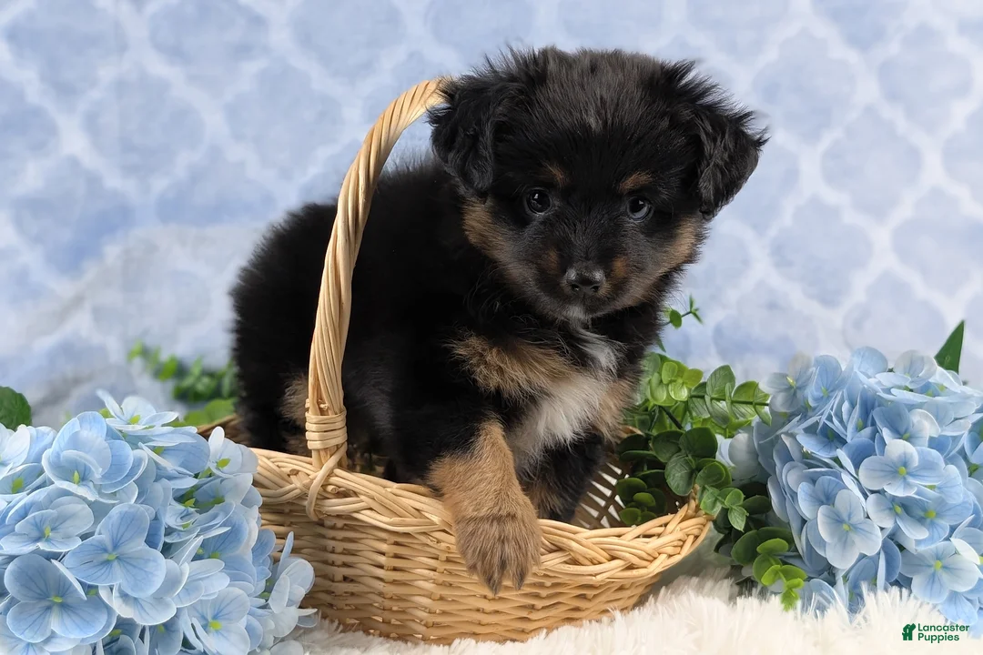 Toy Australian Shepherd dogs for sale: Brittlyn - Ad 11