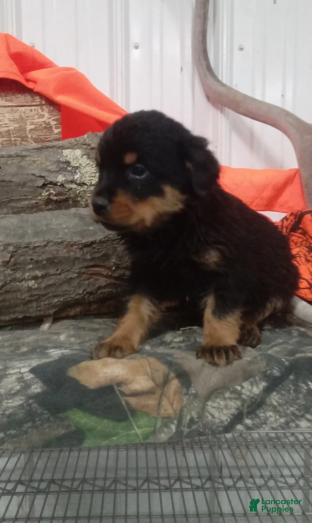 Rottweiler dogs for sale: Captain  - Ad 4