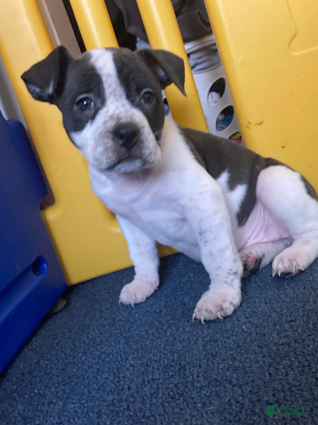 American Bully dogs for sale: Princess  - Ad 2