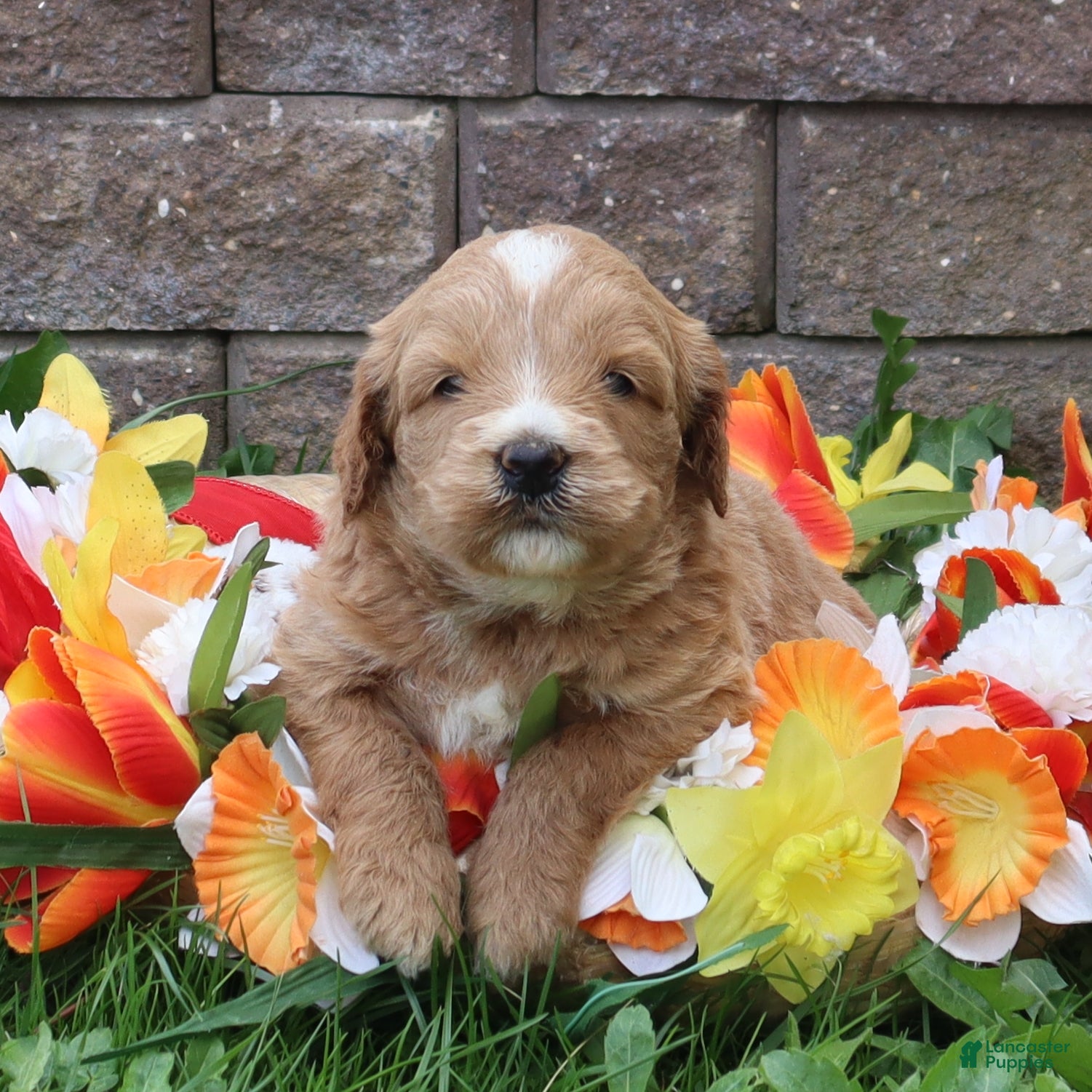 Mini Goldendoodle dogs Dexter - Ad 2