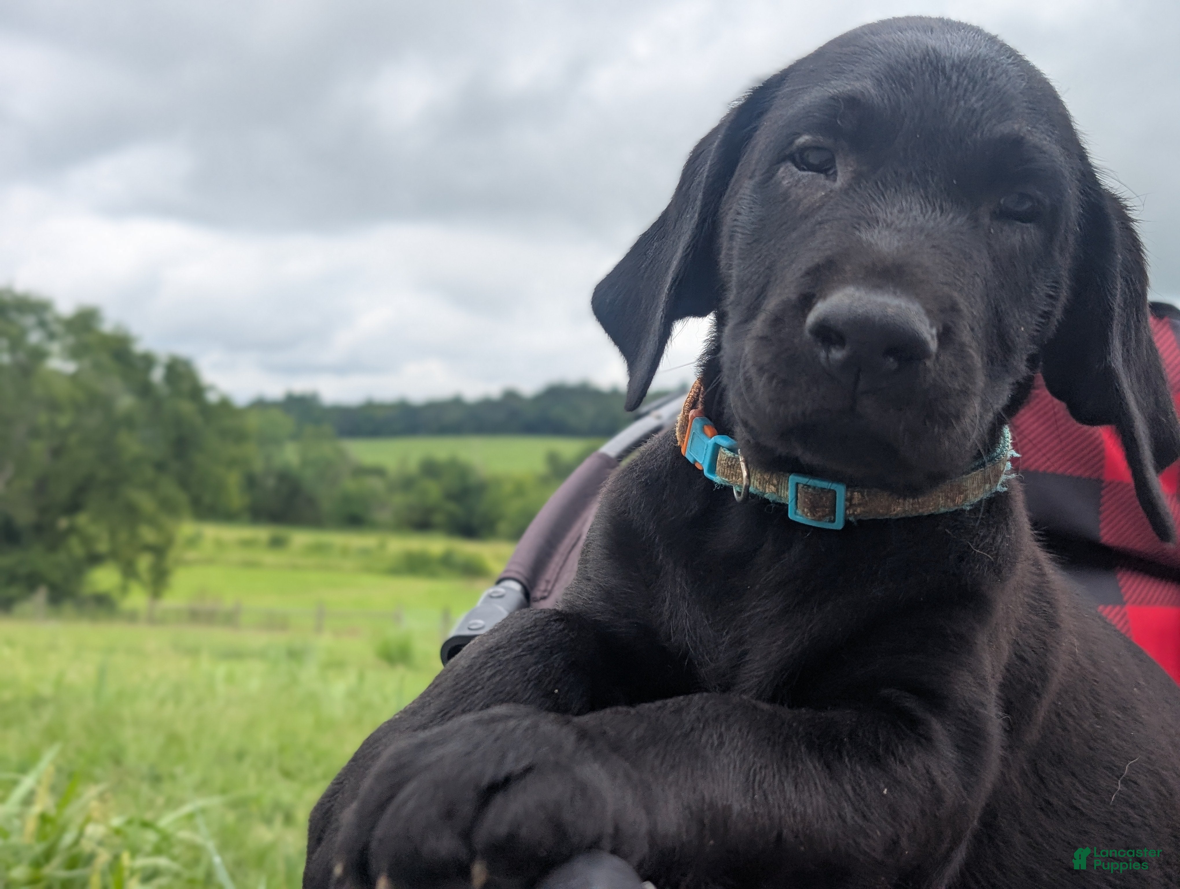 Labrador Retriever dogs Dakota - Ad 2