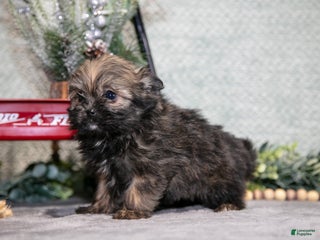 Mixed Breed dogs Gemma - Ad 40