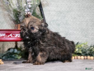 Mixed Breed dogs Gemma - Ad 25