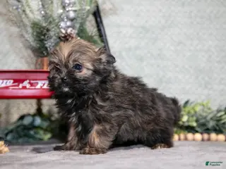 Mixed Breed dogs Gemma - Ad 36