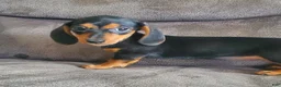 Miniature Dachshund dogs for sale: Jelly Bean - Ad 4