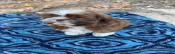 Shih Tzu dogs for sale: Yoshi - Ad 2