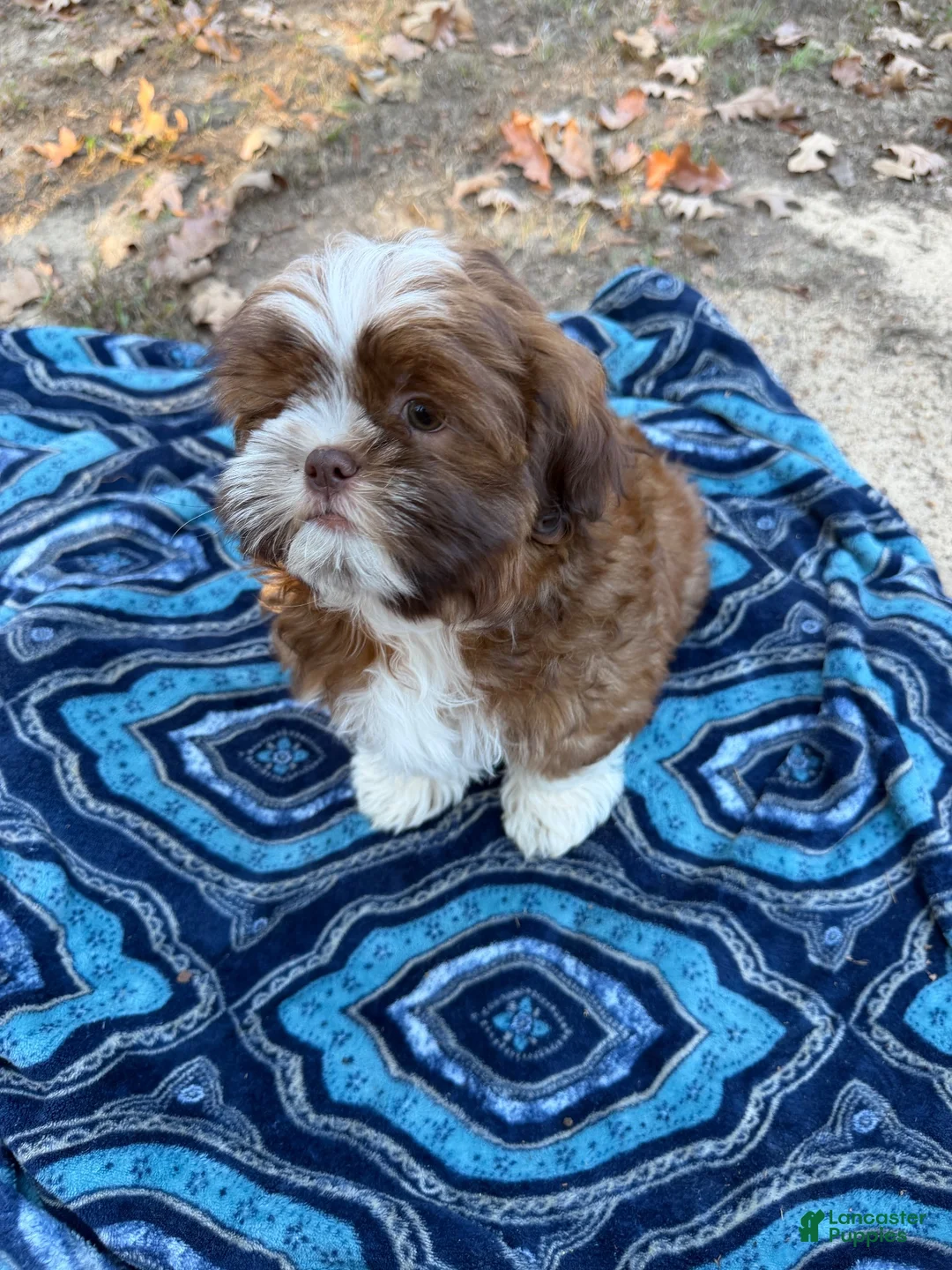 Shih Tzu dogs for sale: Yoshi - Ad 2