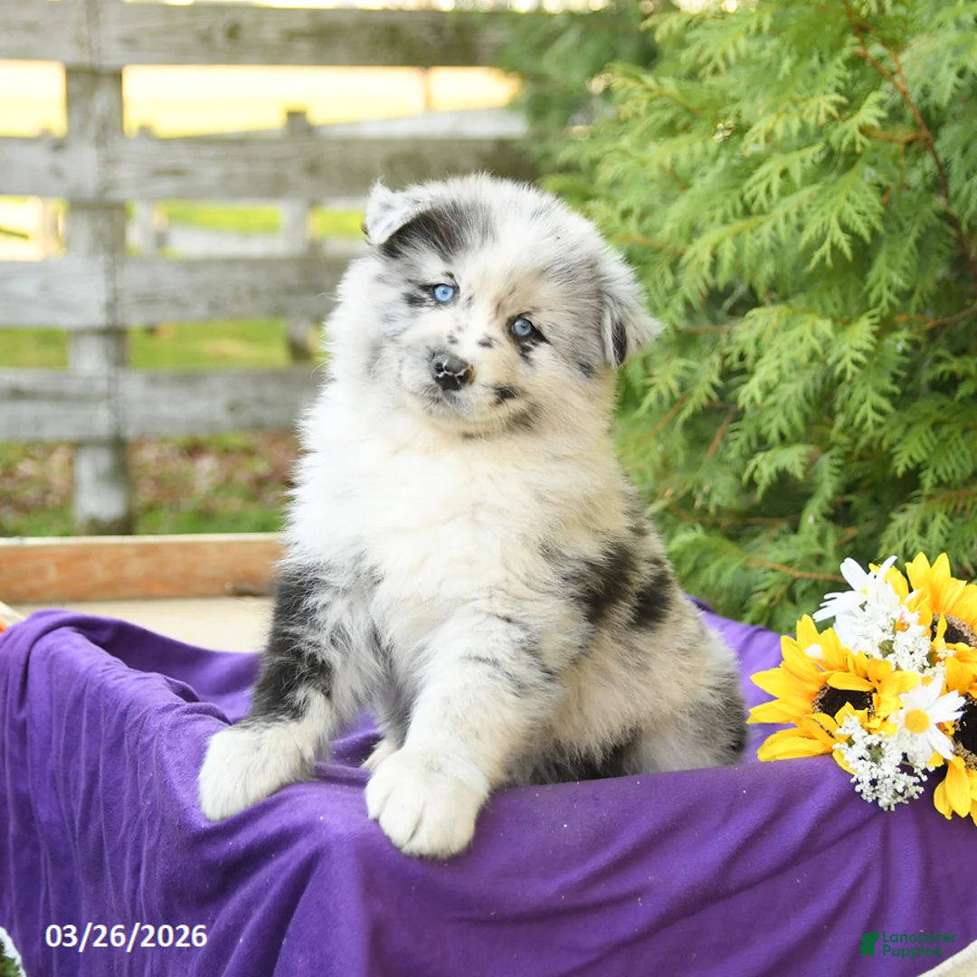 Pomsky dogs for sale: Kitt - Ad 2