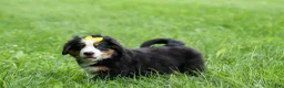 Bernese Mountain Dog dogs for sale: SAMSON - Ad 23