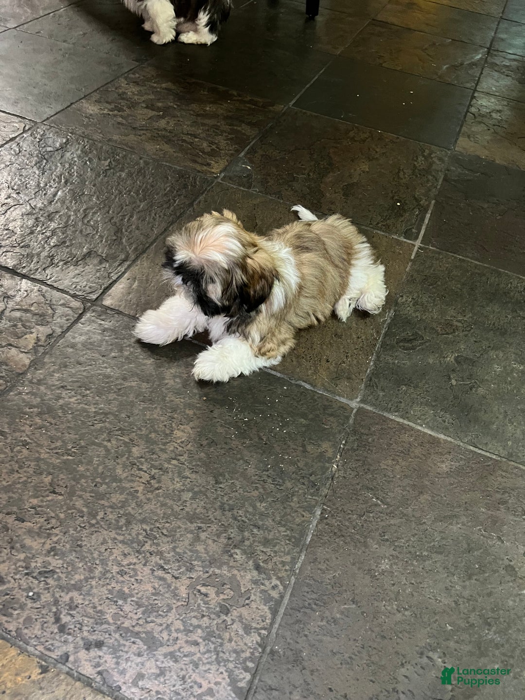 Shih Tzu dogs for sale: Shih Tzu Puppy 1 - Ad 1