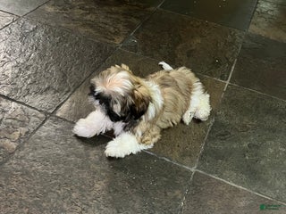 Shih Tzu dogs Shih Tzu Puppy 1 - Ad 2