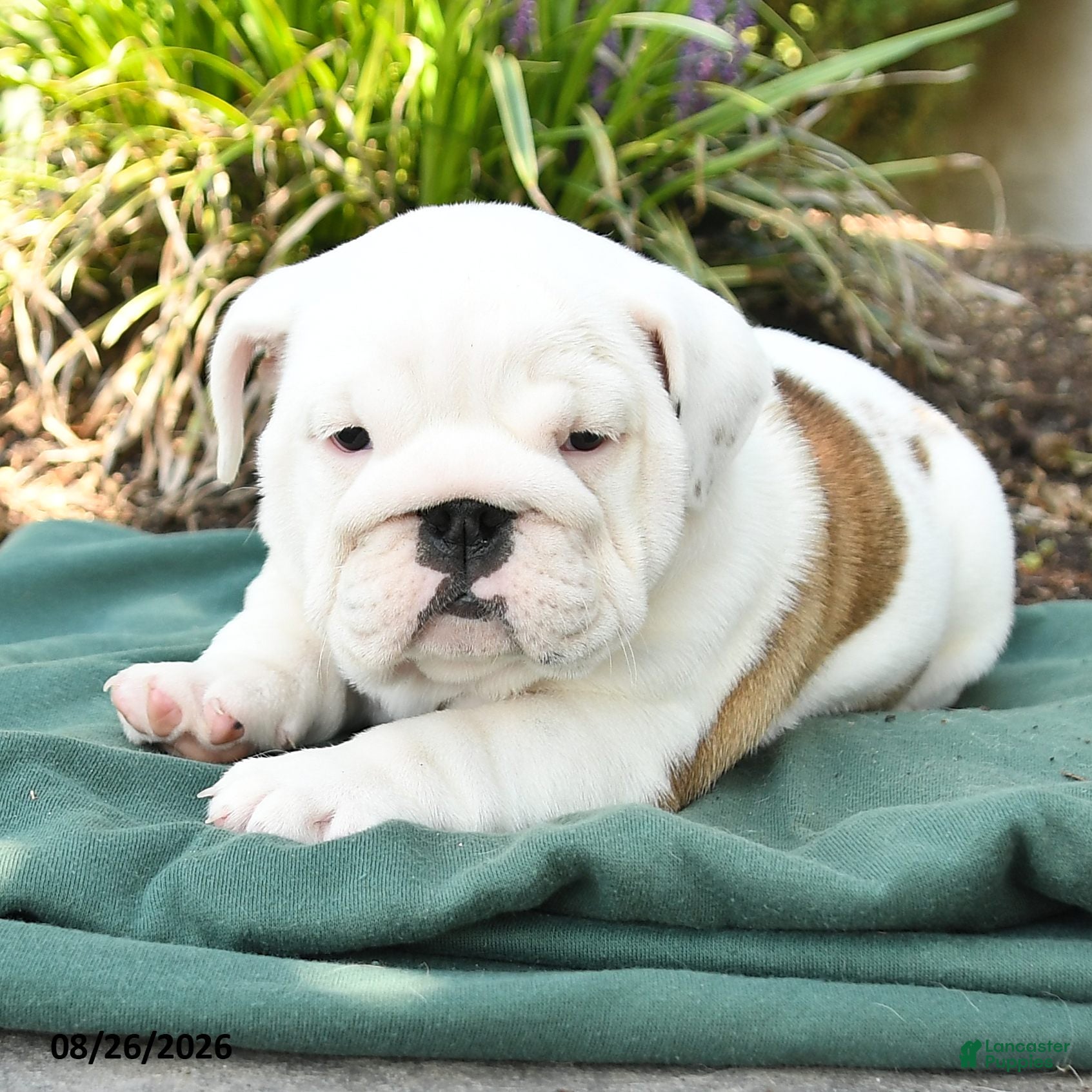 English Bulldog dogs Polly - Ad 2