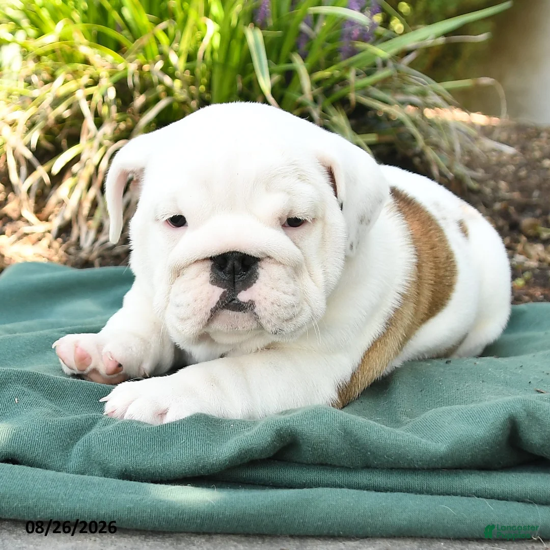 English Bulldog dogs for sale: Polly - Ad 2