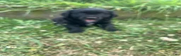 Mixed Breed dogs for sale: Lonie - Ad 4