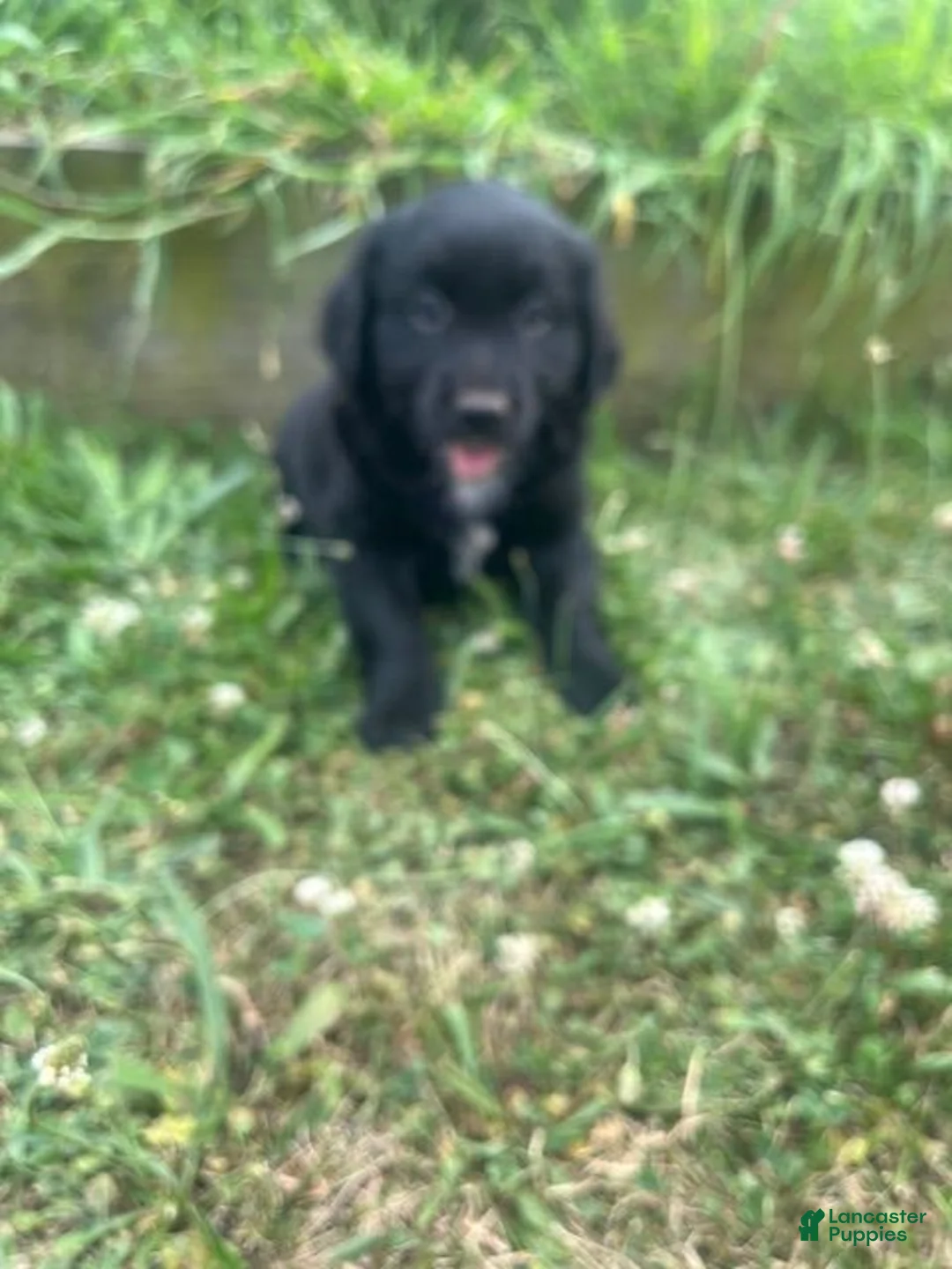 Mixed Breed dogs for sale: Lonie - Ad 4