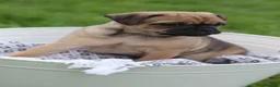 Jug dogs for sale: Goose - Ad 3
