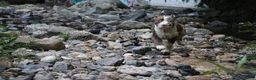 American Bully dogs for sale: Polaris - Ad 20