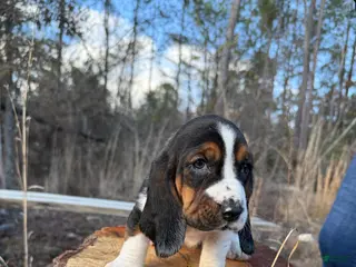 Basset Hound dogs Basset Hound Puppy 1 - Ad 11