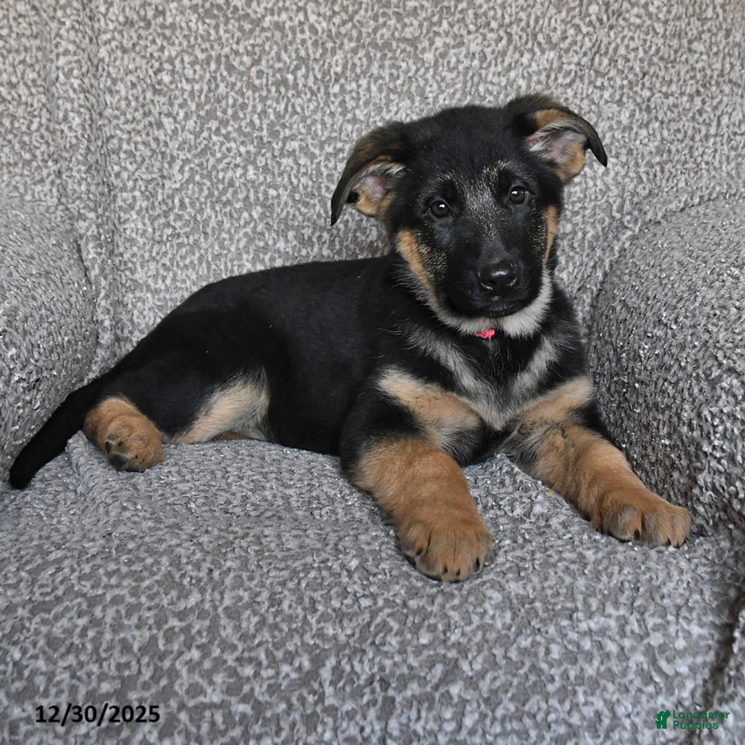 German Shepherd dogs for sale: Shelby - Ad 1