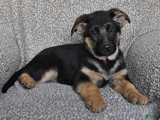 German Shepherd dogs Shelby - Ad 35