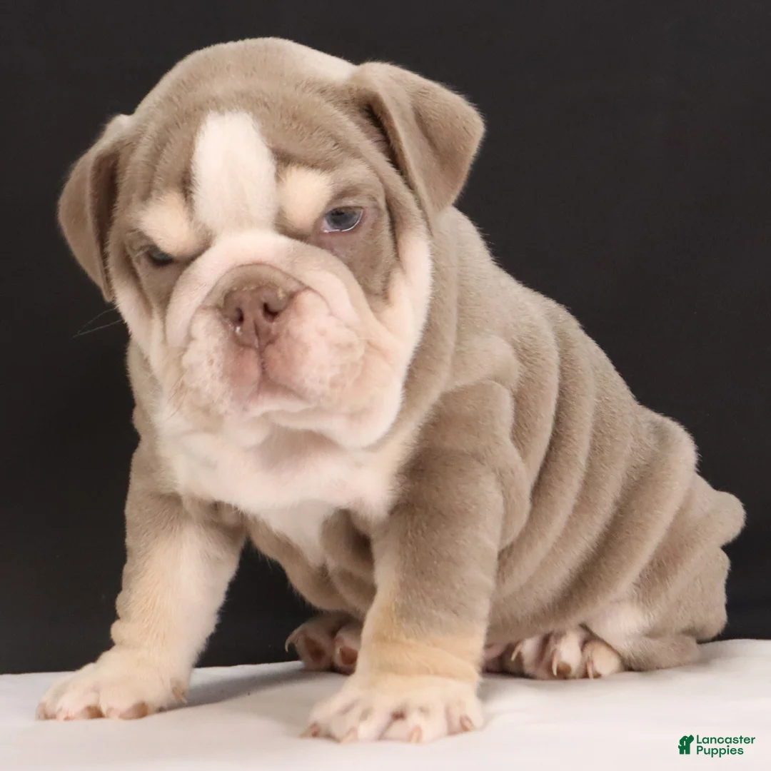 English Bulldog dogs for sale:  Titus - Ad 2