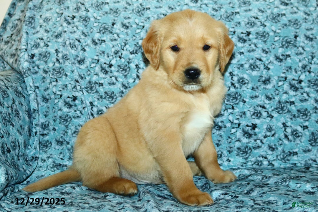 Golden Retriever dogs for sale: Hope - Ad 3
