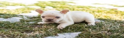 French Bulldog dogs for sale: Davey - Ad 4